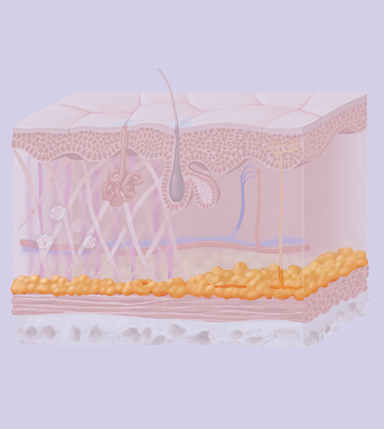 Subcutaneous Layer: The Beauty Reservoir
